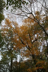 Fototapeta premium fall in a park