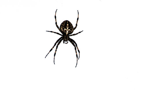 Wundersch&ouml;ne Kreuzspinne isoliert auf wei&szlig;em Hintergrund
