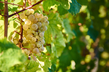 Bunch of white gapes on a crop before ripe Styria Steiermark Austria summer autumn