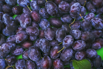 Laenglich ovale Zwetschgen von oben fotografiert. Die Pflaumen fuellen das Bild aus. © Tanja Esser