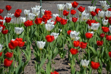 White and red tulips in a garden ,on a sunny day