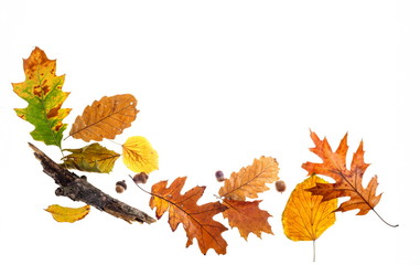 Beautiful autumnal leaves, acorn and small branch on white background with space for text