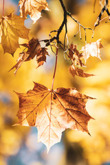 Autumn maple tree with colourful leaves 