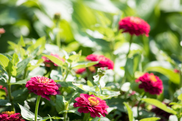 Zinnia elegans or youth-and-age bloom in the garden