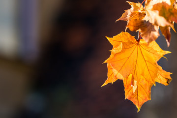 Autumn maple leaf on a dark background