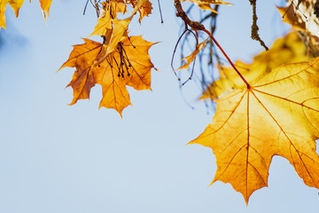 Autumn maple tree with colourful leaves 