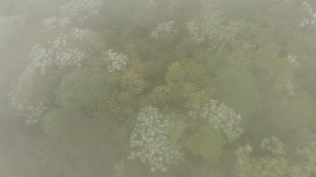 Flying over the canopy of montane rainforest in the mist At the Los Cedros Biological Reserve in western Ecuador