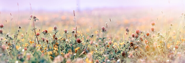 Belle prairie, fleurs de prairie en fleurs, trèfle rouge en fleurs