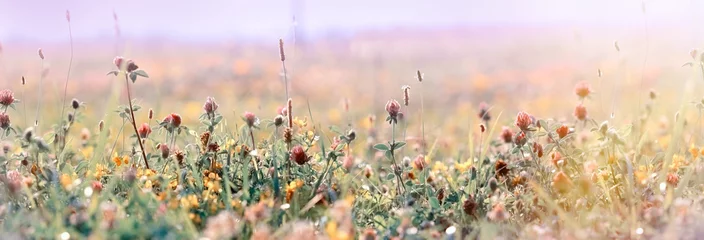 Papier Peint photo Lavable Prairie, marais Belle prairie, fleurs de prairie en fleurs, trèfle rouge en fleurs