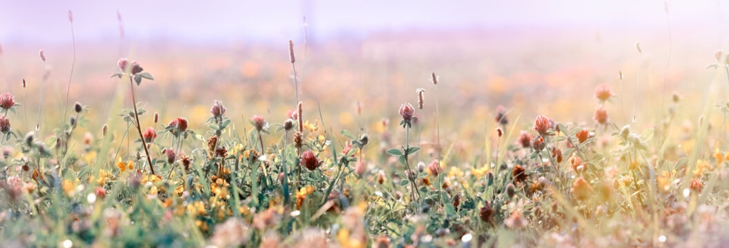 Fototapeta Beautiful meadow, flowering meadow flowers, flowering red clover