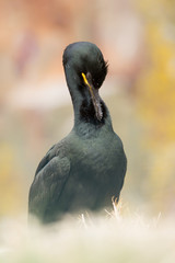 European Shag (Phalacrocorax aristotelis) at nest site