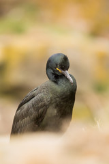 Northern fulmar (Fulmarus glacialis) at nest site calling and preening