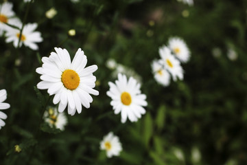 Fototapeta premium daisies in grass