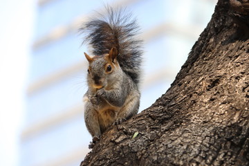 Ardilla en árbol