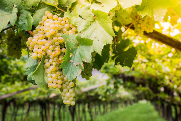 Chardonnay Grapes on Vine in Vineyard, South Tyrol, Italy. Chardonnay is a green-skinned grape...