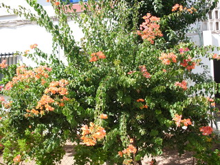 Jard&iacute;n urbano