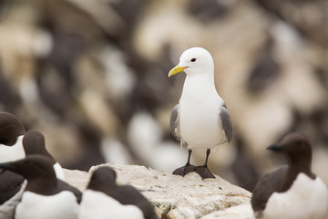 Black - legged kittiwake (Rissa tridactyla) at breeding colony