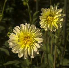 The dahlia (name, Freyas paso doble) in the dahlia garden Baden Baden near the lichtentaler alley. Baden Baden, Baden Württemberg, Germany