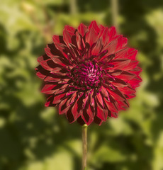 The dahlia (name, Mingus Alex) in the dahlia garden Baden Baden near the lichtentaler alley. Baden...