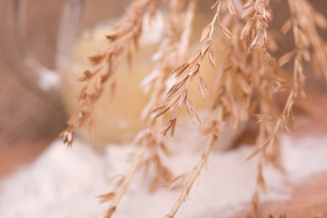 Wheat close-up on blurred background