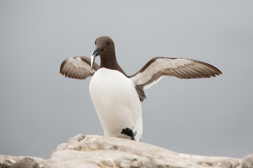 Common Guillemot (uria aalge) adult at breeding site, displaying with fish