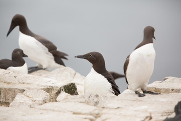 Fototapeta premium Common bridled Guillemot (uria aalge) adult at breeding site, displaying