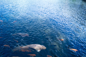 blue water with fish