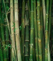 many green bamboo