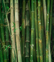 Fototapeta premium many green bamboo