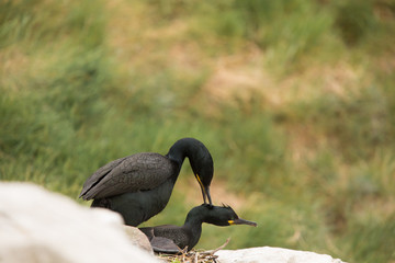European Shag (Phalacrocorax aristotelis) at nest  site, copulating male displaying