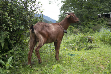 cabra goat nepal