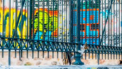 two cats on wall sticking head out through iron fence