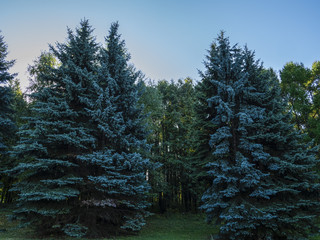 Blue spruce