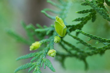 Close Up Of Seeds Of Evergreen Shrub Of Young Thuja Growing In Garden Outdoor In Summer.