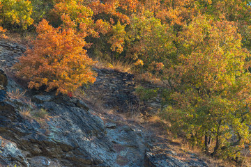 Beautiful and colorful autumn along the rhine river, Germany