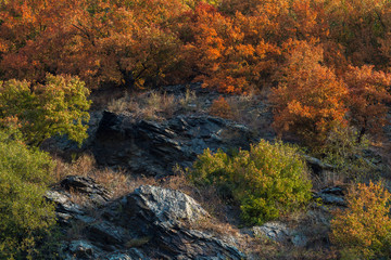 Fototapeta na wymiar Beautiful and colorful autumn along the rhine river, Germany
