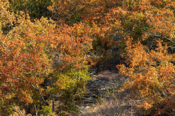Beautiful and colorful autumn along the rhine river, Germany