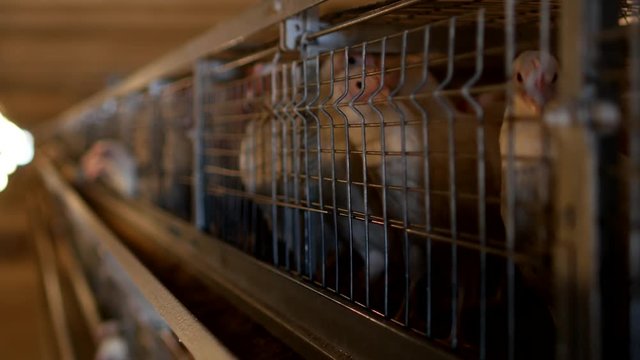 Breeding broiler chickens and chickens, broiler chickens sit behind bars in the hut, poultry house, broiler chickens