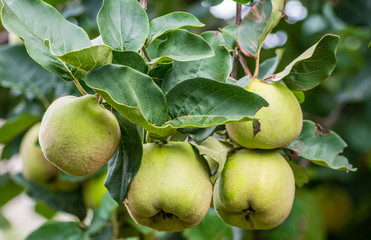 Quince (Cydonia oblonga). Quince foliage and ripening fruit