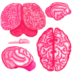 Halloween scary sweet themed set of animal brains in pink low poly designs isolated on white background. Vector creepy cute holiday illustration in modern style. Human, cat, dog, dolphin, frog brains.