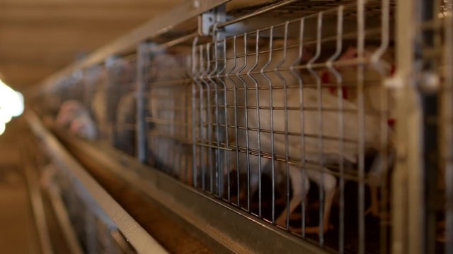 Breeding broiler chickens and chickens, broiler chickens sit behind bars in the hut, poultry house