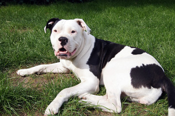 Porträt einer Bulldogge auf der grünen Wiese