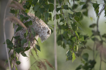 A finished nest of an Eurasian penduline tit (Remiz pendulinus) at the lakes of Linum Germany..