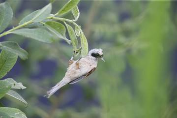  An adult Eurasian penduline tit (Remiz pendulinus) perched on a tree branch at the lakes of Linum Germany..
