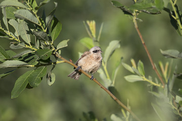  An adult Eurasian penduline tit (Remiz pendulinus) perched on a tree branch at the lakes of Linum Germany..