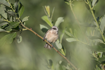  An adult Eurasian penduline tit (Remiz pendulinus) perched on a tree branch at the lakes of Linum Germany..