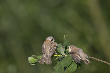  An adult Eurasian penduline tit (Remiz pendulinus) perched on a tree branch at the lakes of Linum Germany..