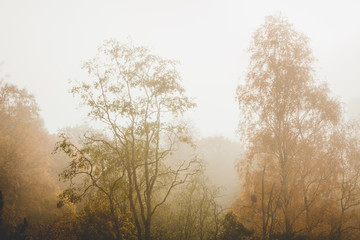 Fototapeta na wymiar Trees at autumn yellow leaves and fog