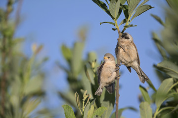  An adult Eurasian penduline tit (Remiz pendulinus) with its young perched on a tree branch at the lakes of Linum Germany..