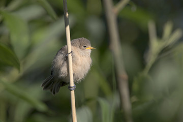 A juvenile Eurasian penduline tit (Remiz pendulinus) just flew out of the nest and perched on a reed branch.